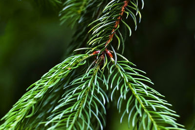 Close-up of grasshopper on pine tree