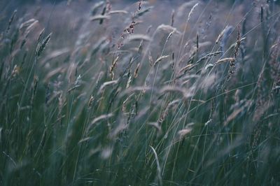 Close-up of plants growing on field