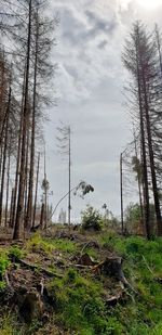 Trees growing on field against sky