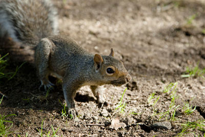 Squirrel on field