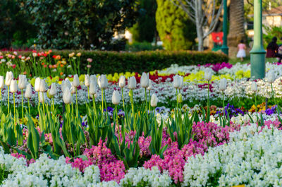 Close-up of multi colored tulips in park