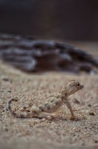 Close-up of lizard on sand