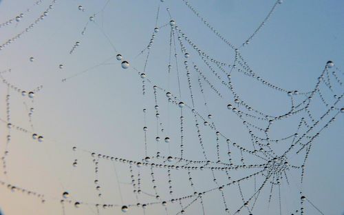 Detail of water drops on spider web