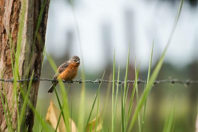 Bird perching on barbed wire