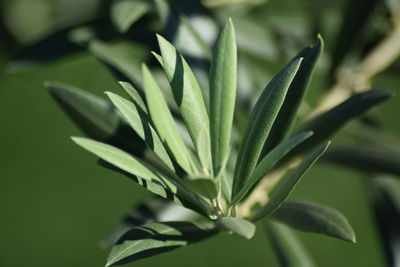 Close-up of olive plant