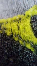 Close-up of yellow caterpillar on moss
