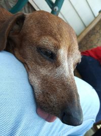 Close-up of dog looking away