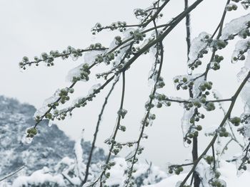 Low angle view of frozen plants against sky