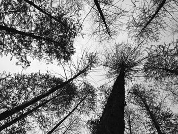 Low angle view of trees