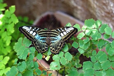 Close-up of butterfly on plant