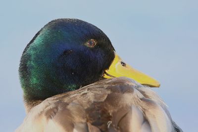 Close-up of a bird looking away