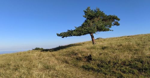 Tree on field against clear blue sky