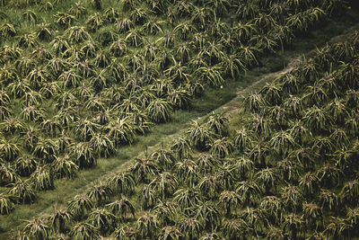 Full frame shot of crops on field