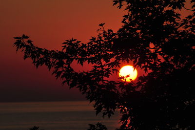 Close-up of silhouette tree against sea at sunset