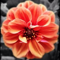 Close-up of orange flower blooming outdoors