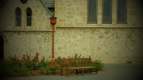 View of plants against the wall