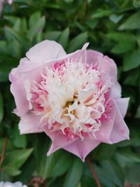 Close-up of pink rose flower