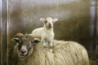 Portrait of sheep