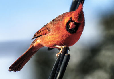 Male northern cardinal on a snow covered perch