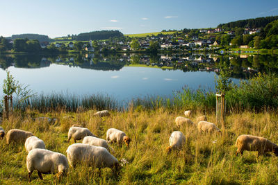 Sheep grazing on lake against sky