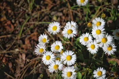 High angle view of daisies on field