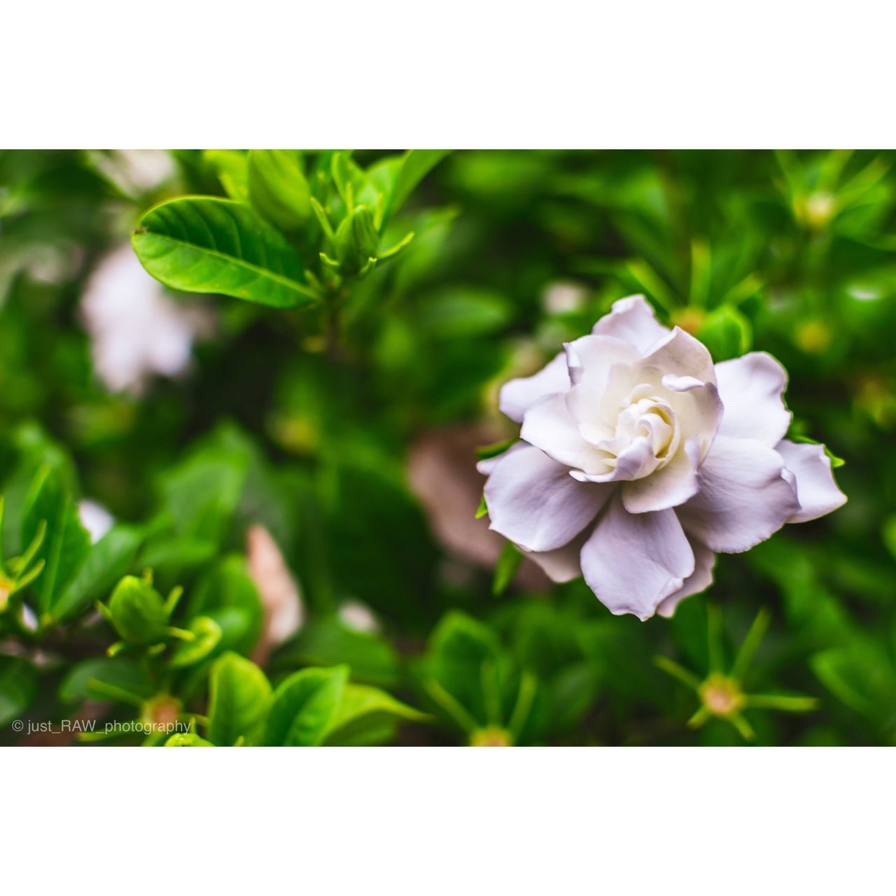 CLOSE-UP OF WHITE ROSE FLOWERING PLANT