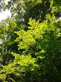 Scenic view of flowering trees in forest