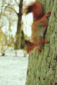 Squirrel on tree trunk