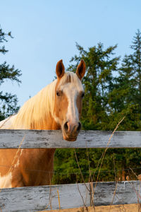 Portrait of horse in ranch against sky