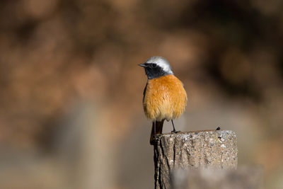 Close-up of bird perching outdoors