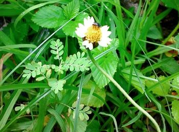 Close-up of flowers blooming outdoors