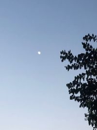 Low angle view of tree against sky