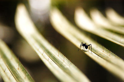 Close-up of ant on leaf