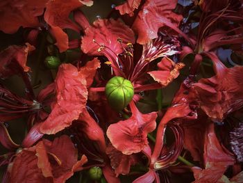 Close-up of red flowering plants