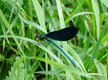 Close-up of dragon-fly on grass