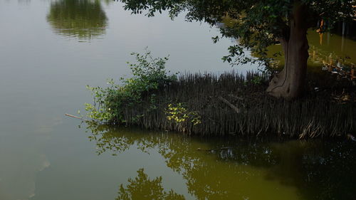 Scenic view of lake in forest