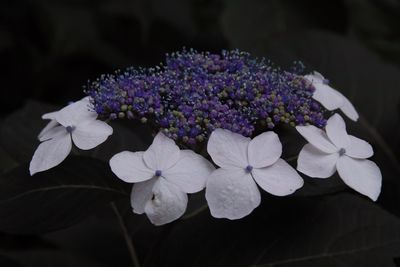 Close-up of purple flowers blooming outdoors