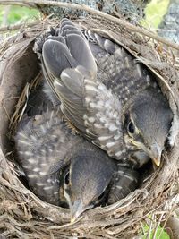 High angle view of birds in nest