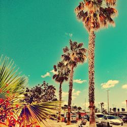 Palm trees against blue sky