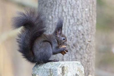 Close-up of squirrel