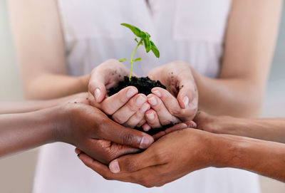 Low section of woman holding sapling