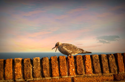 Seagull perching on wooden post by sea against sky