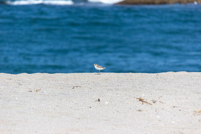 Seagull perching on a beach