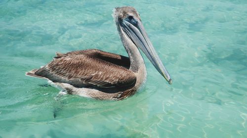 Close-up of pelican swimming in lake