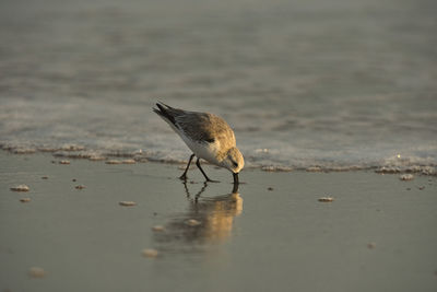 Close-up of bird on beach