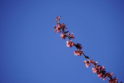 Low angle view of cherry blossom against clear blue sky