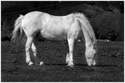 White horse enjoying the grass, in the kirriemuir countryside.