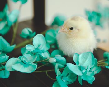 Close-up of a bird