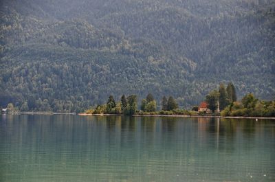 Scenic view of lake in forest