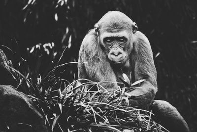 Portrait of young man sitting on tree